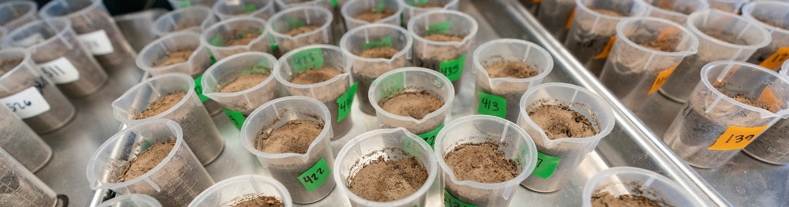 Several beakers of soil samples placed on a tray